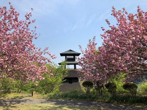 ボタン桜と望楼