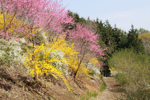 花の山では様々な花が私たちの目を楽しませてくれます