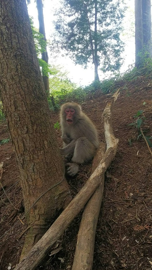 罠にかかった猿