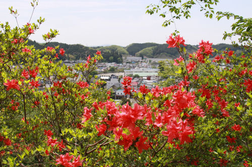 城山のツツジと茂木の町並みの共演です