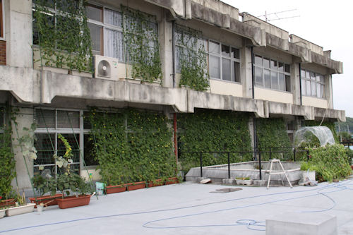 茂木町役場では夏の間、節電のためにグリーンカーテンを実施しています