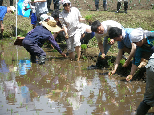 泥だらけになって田植えをするのは案外気分が良いものです