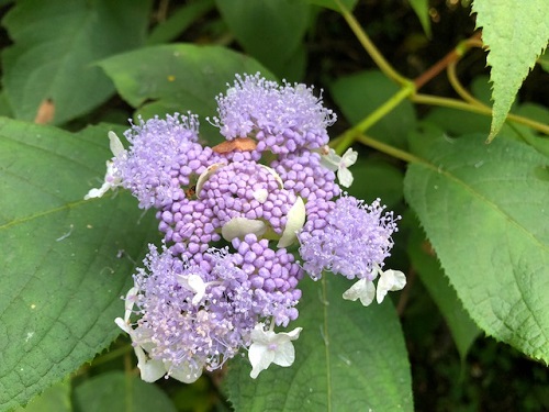 素朴だがなんとも味わいのある花だ