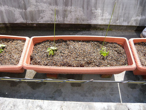 朝顔の芽です。一か月後には立派なグリーンカーテンに成長しますように･･･