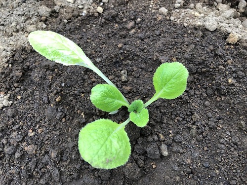白菜の苗を植えました