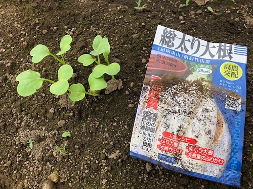 大根の芽が出ました