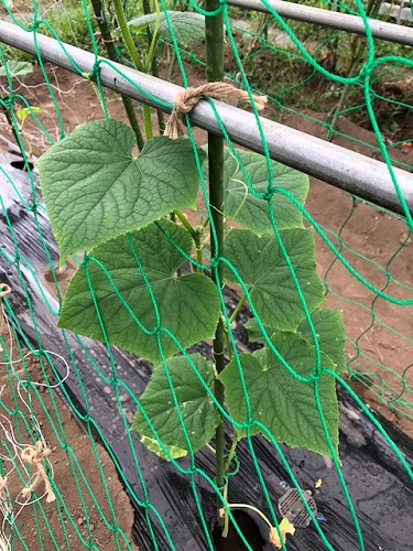 キュウリの苗も順調に育っています