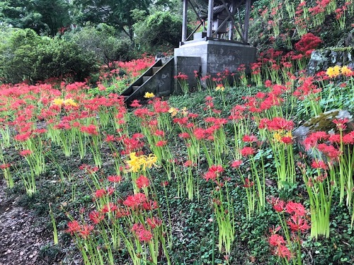 彼岸花とリコリスのコントラストが素晴らしい