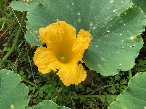 カボチャの花