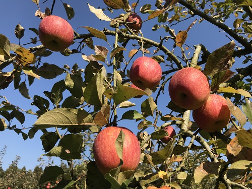 最盛期を迎えた茂木のリンゴ