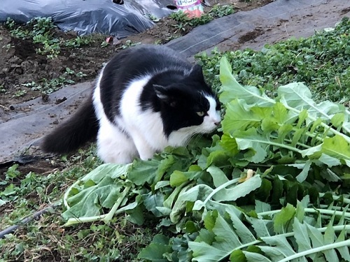 ミーコ、それは食べられませんよ