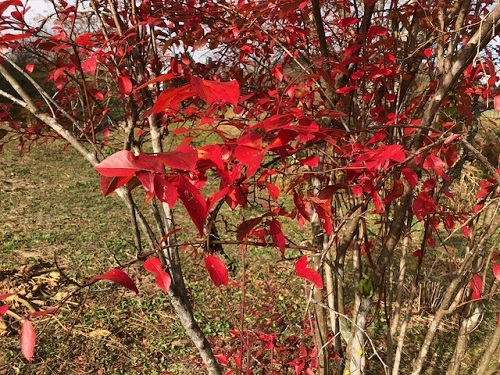 紅葉がなんとも美しい