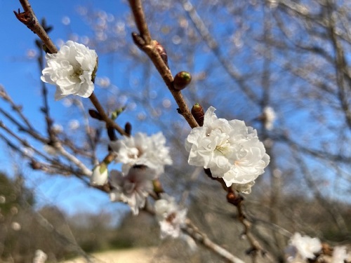 子福桜(こぶくざくら)