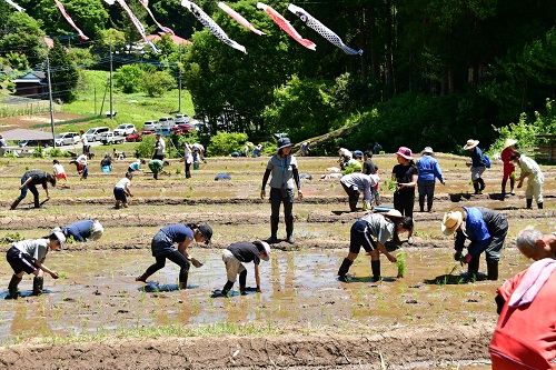 棚田オーナー制の様子