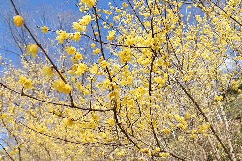 黄色い小さい花を咲かせています