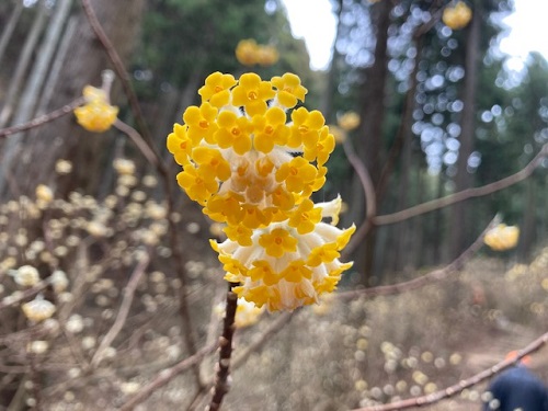 ミツマタの花