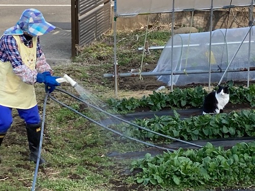 妻とミーコが育てたホウレンソウ