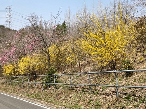 黄色・ピンク・白と彩り豊かな「花の山」