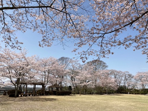 城山公園の桜、満開です
