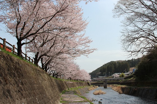 河川沿いの桜も見ごろを迎えています