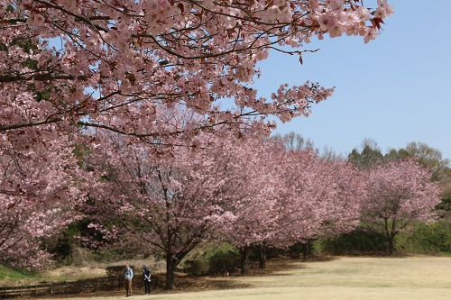 センダイヤ桜のピンク色の花も綺麗です