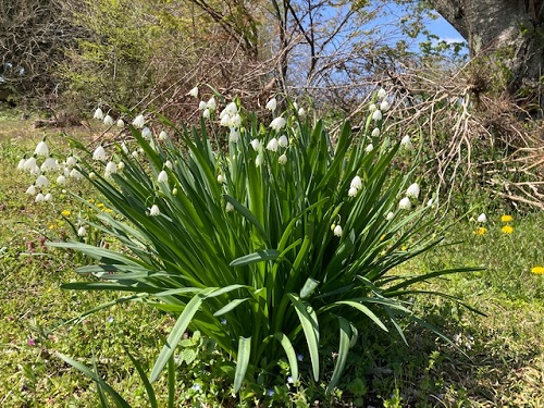 白い清楚なスズランの花