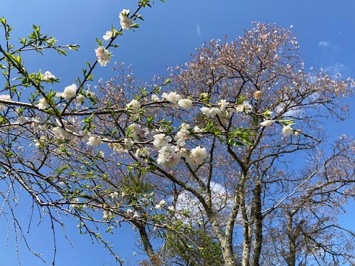 桜の花びらが舞い落ちる