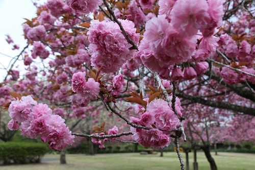 ピンク色の花はボリューム満点