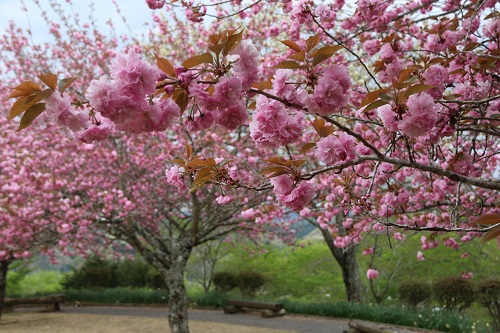 城山公園の八重桜は見頃を迎えています