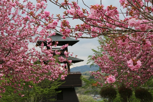 「姫の望楼」と八重桜
