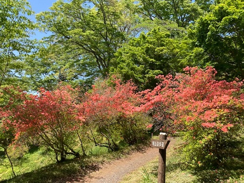 今週はじめのツツジの様子