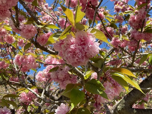 地面を散った花びらでピンクに染めたボタン桜