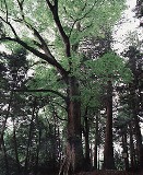 荒橿神社のケヤキ