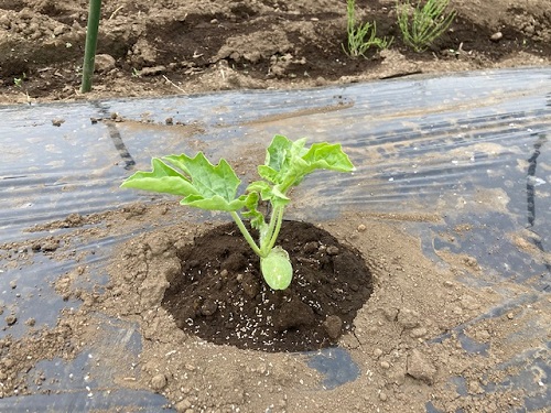 キュウリの苗も植え替えました