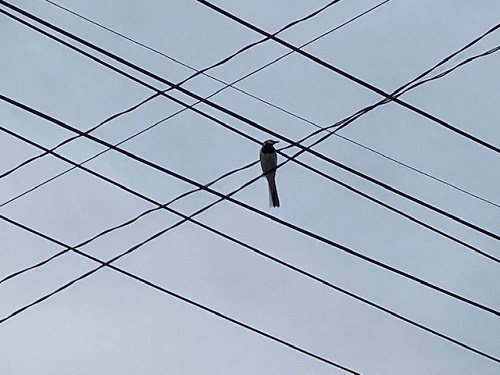 電線から私たちを威嚇する親鳥