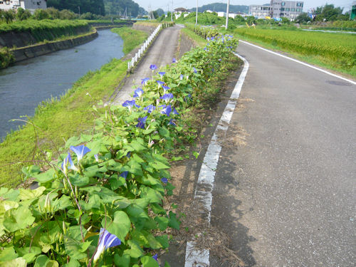 このときは薄青色の朝顔が満開でした