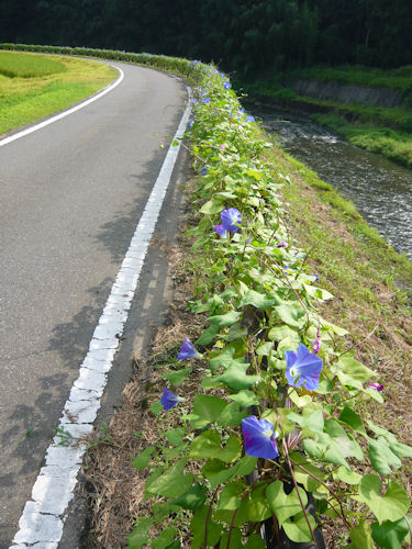 ５００メートルにわたって続くあさがおロード