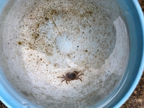 柄杓(ひしゃく)に迷い込んだサワガニ