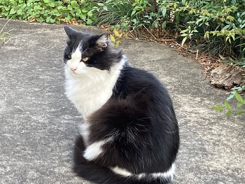 この猫、見かけませんでしたか?