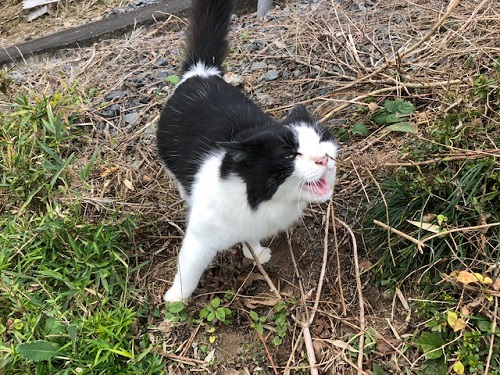 お騒がせして　ごめんニャン