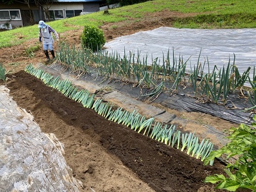 ネギの植え替え