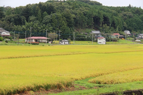 間もなく収穫を迎える田んぼ