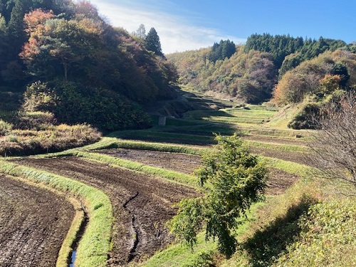 美しい石畑の棚田