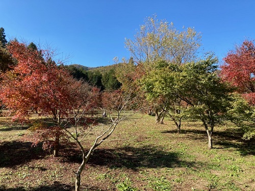 視界がパッと広がると、そこは錦秋の園