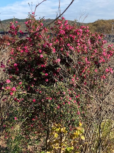 サザンカの大木もたくさんの花をつけている