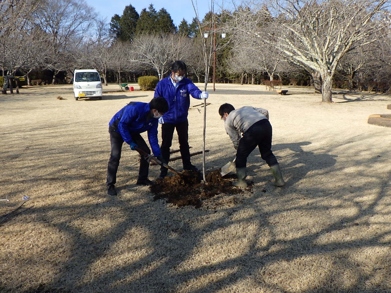 城山公園　サクラ植栽の様子