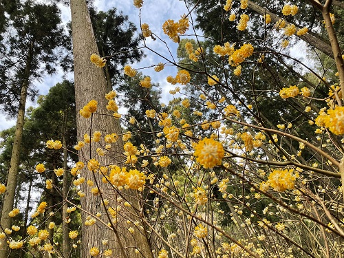 黄色く丸い花を咲かせるミツマタ