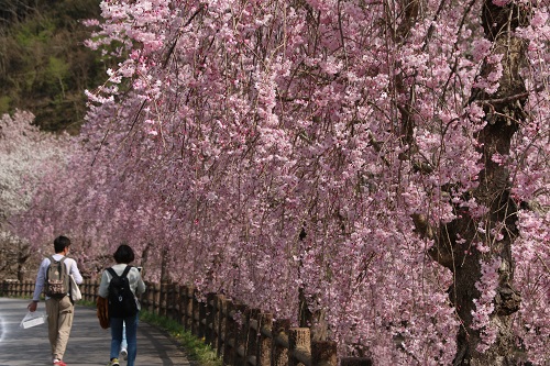 桜の時期ももうすぐです