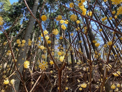 青い空に映える黄色いミツマタ(3月21日現在5分咲き)