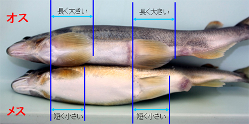 胸びれと腹びれの大きさも違うとのこと(画像は神奈川水産技術センターHPより)